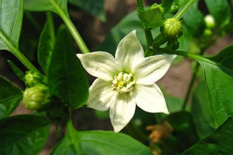  The Pepper-Flowering Garden: A Whimsical Tale Exploring Friendship and Self-Discovery