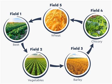  Crop Rotation: A Historical Journey through Sustainable Farming Practices!